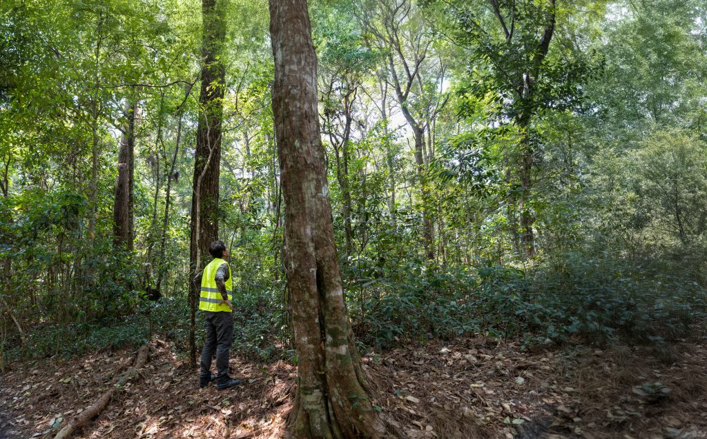 Field ecologist taking measures carbon in forests and track greenhouse gas emissions for monitoring biodiversity and forest condition.